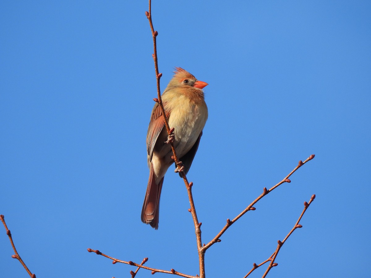 Красный кардинал - ML650608395