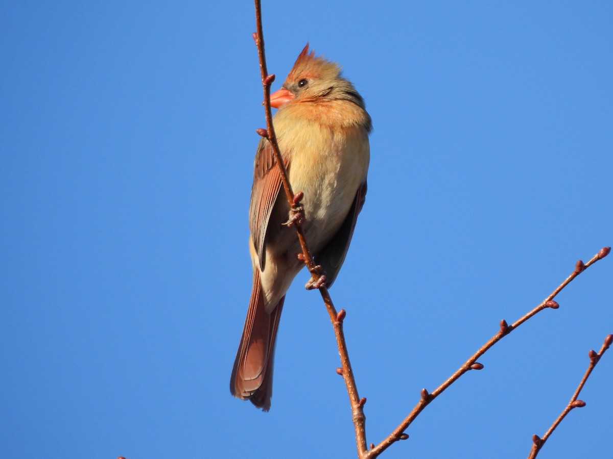 Красный кардинал - ML650608396