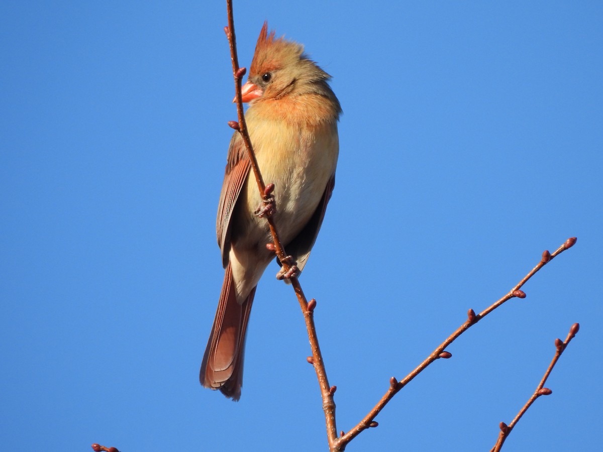 Красный кардинал - ML650608397