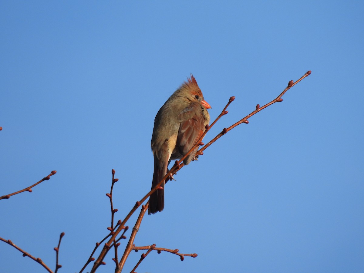 Красный кардинал - ML650608398