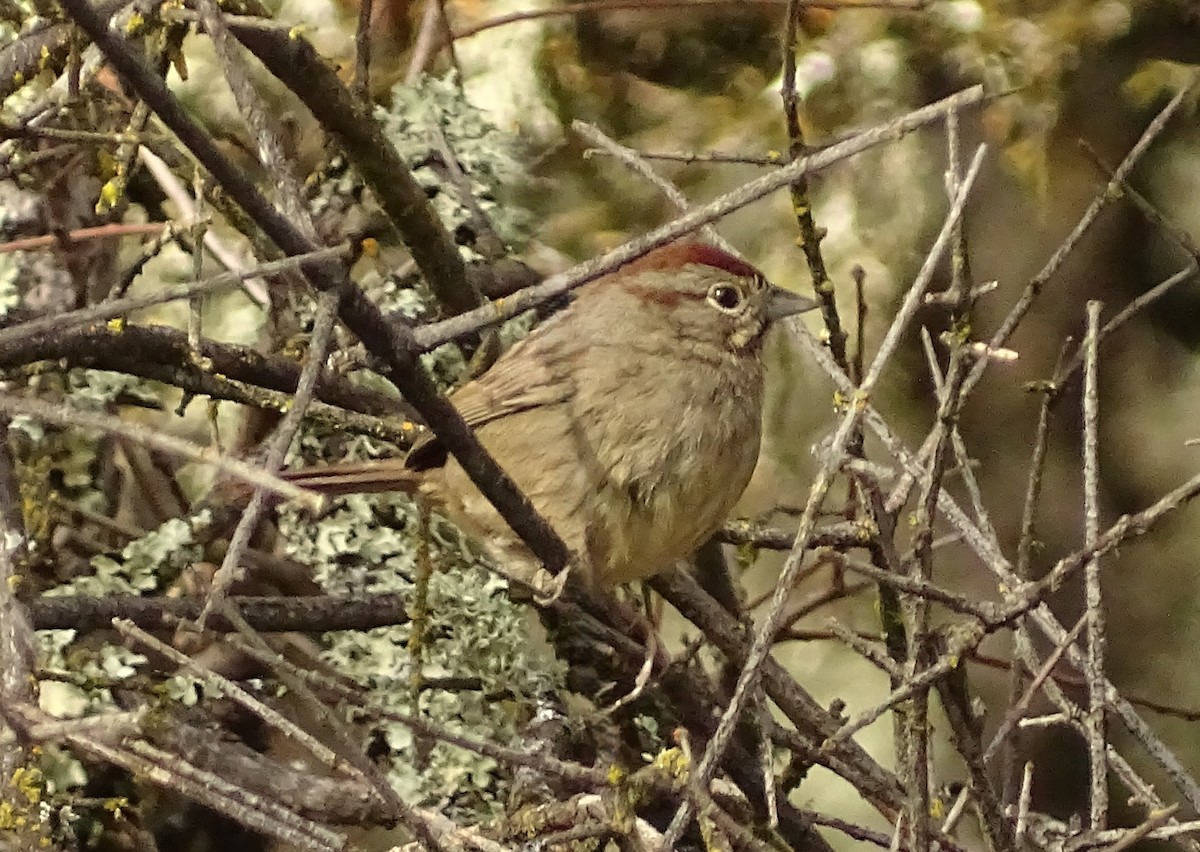 Rufous-crowned Sparrow - ML650608416