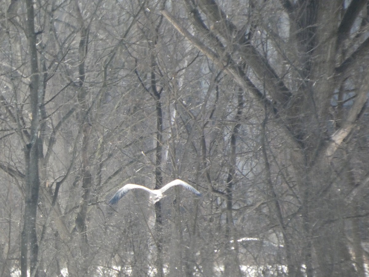 Great Blue Heron - ML650608608