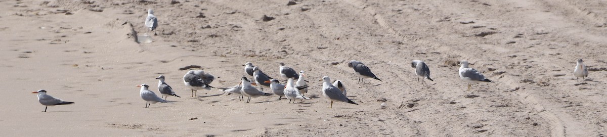 Royal Tern - ML650608610