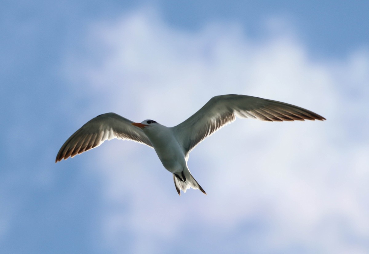 Royal Tern - ML650608612