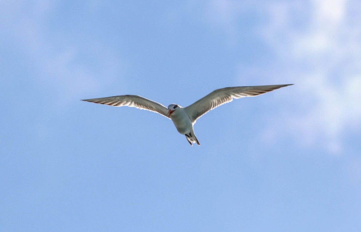 Royal Tern - ML650608613