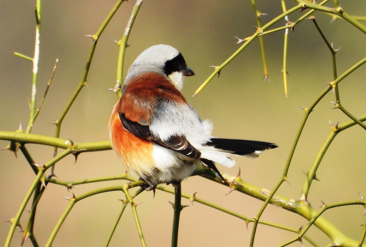 Bay-backed Shrike - ML650608615