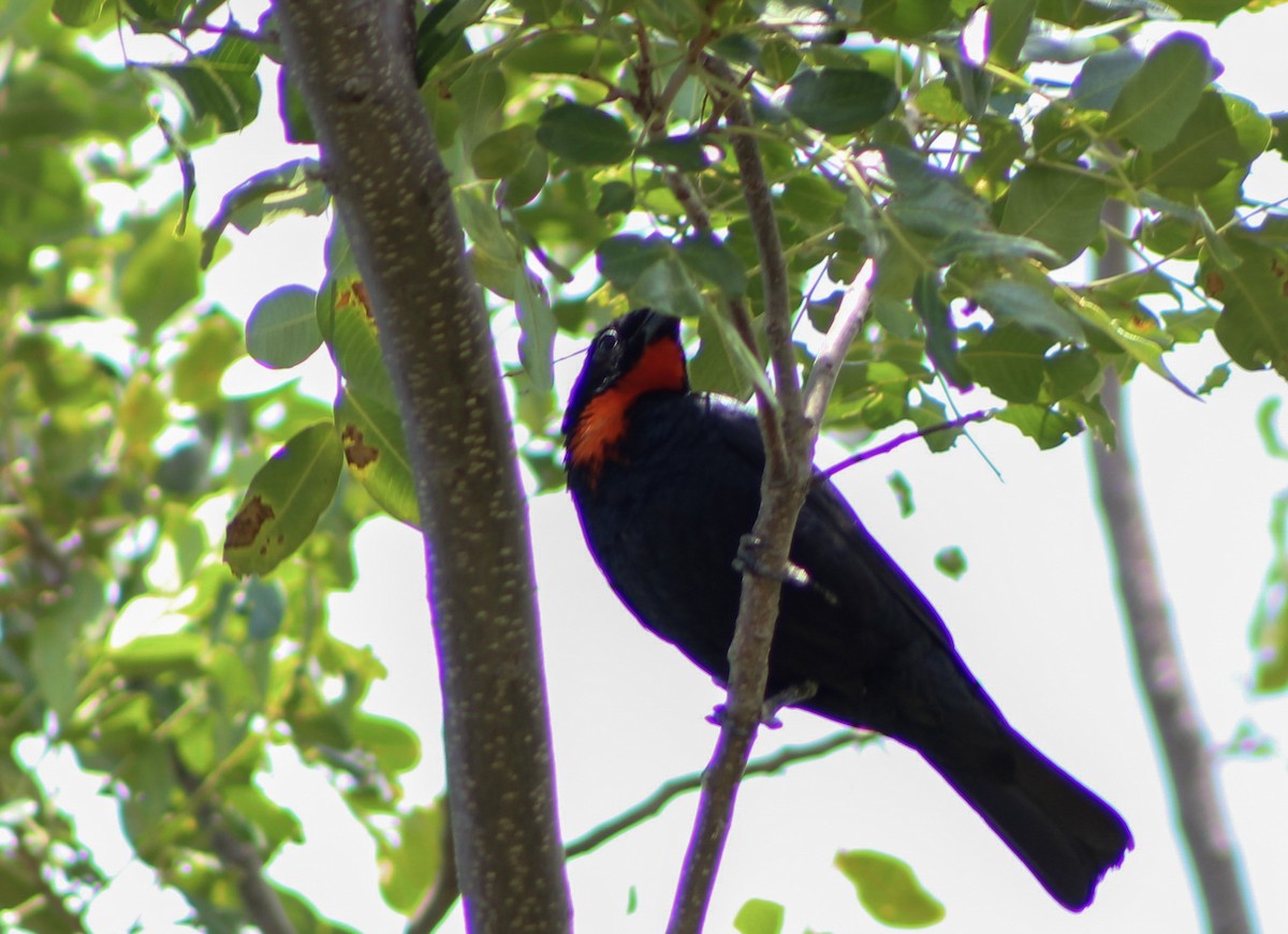 Yellow-chinned Spinetail - ML650608616