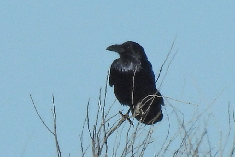 Common Raven - ML650608618