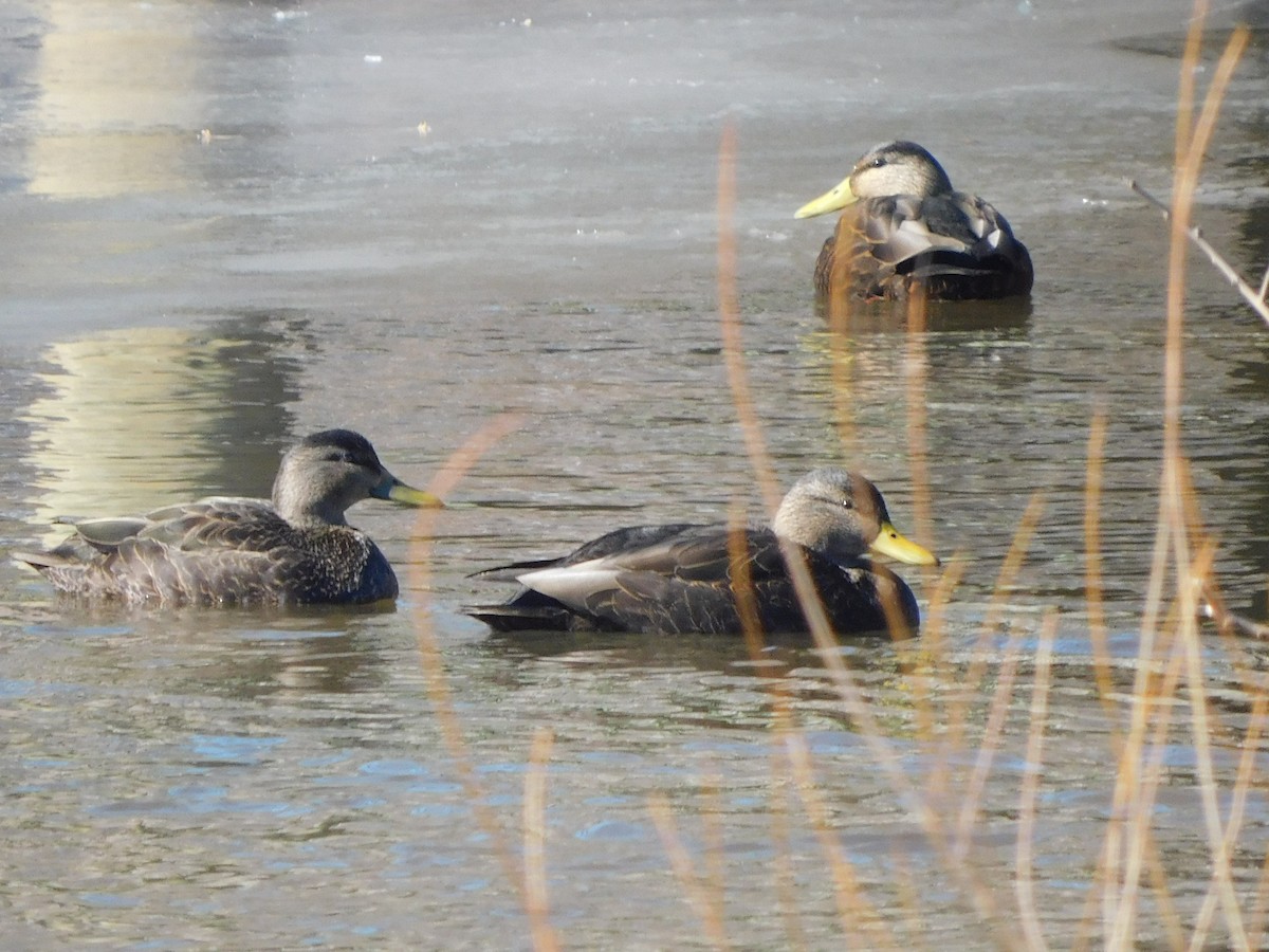 American Black Duck - ML650608619