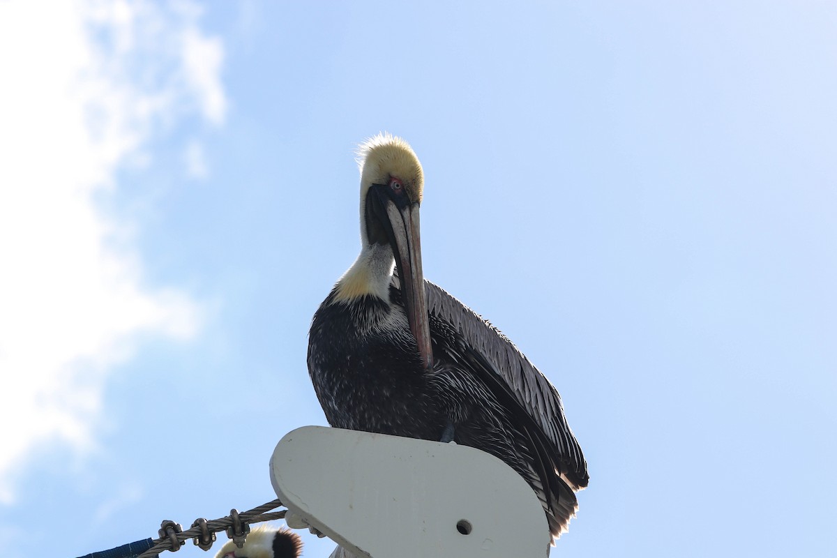 Brown Pelican - ML650608620