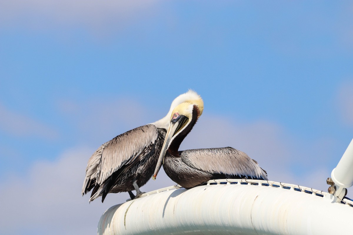 Brown Pelican - ML650608621