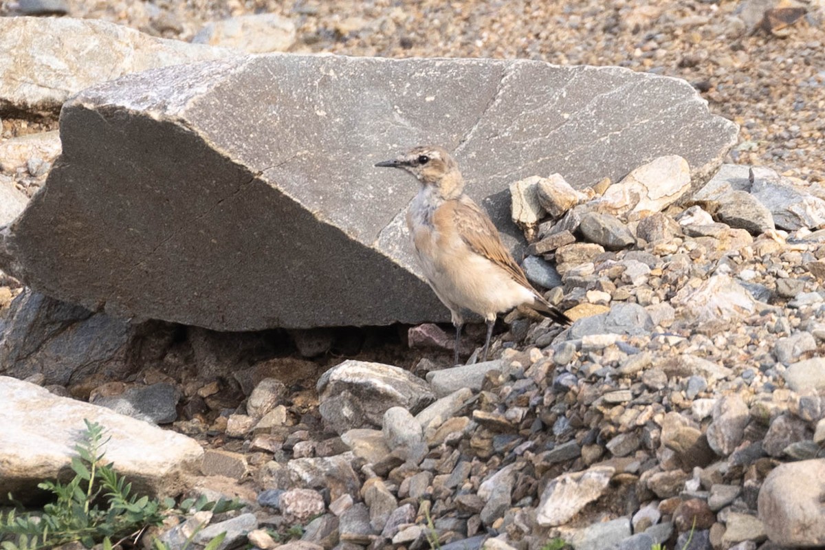 Isabelline Wheatear - ML650608628