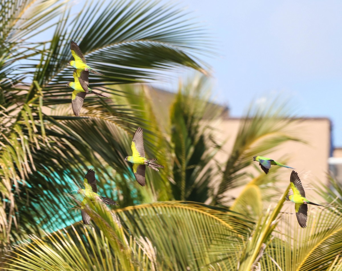 Nanday Parakeet - ML650608629