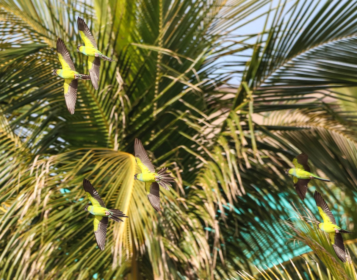 Nanday Parakeet - ML650608630