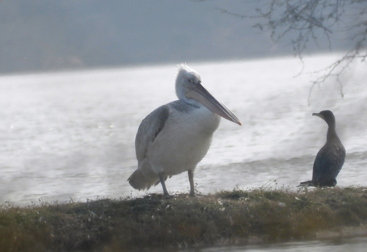 Dalmatian Pelican - ML650608631