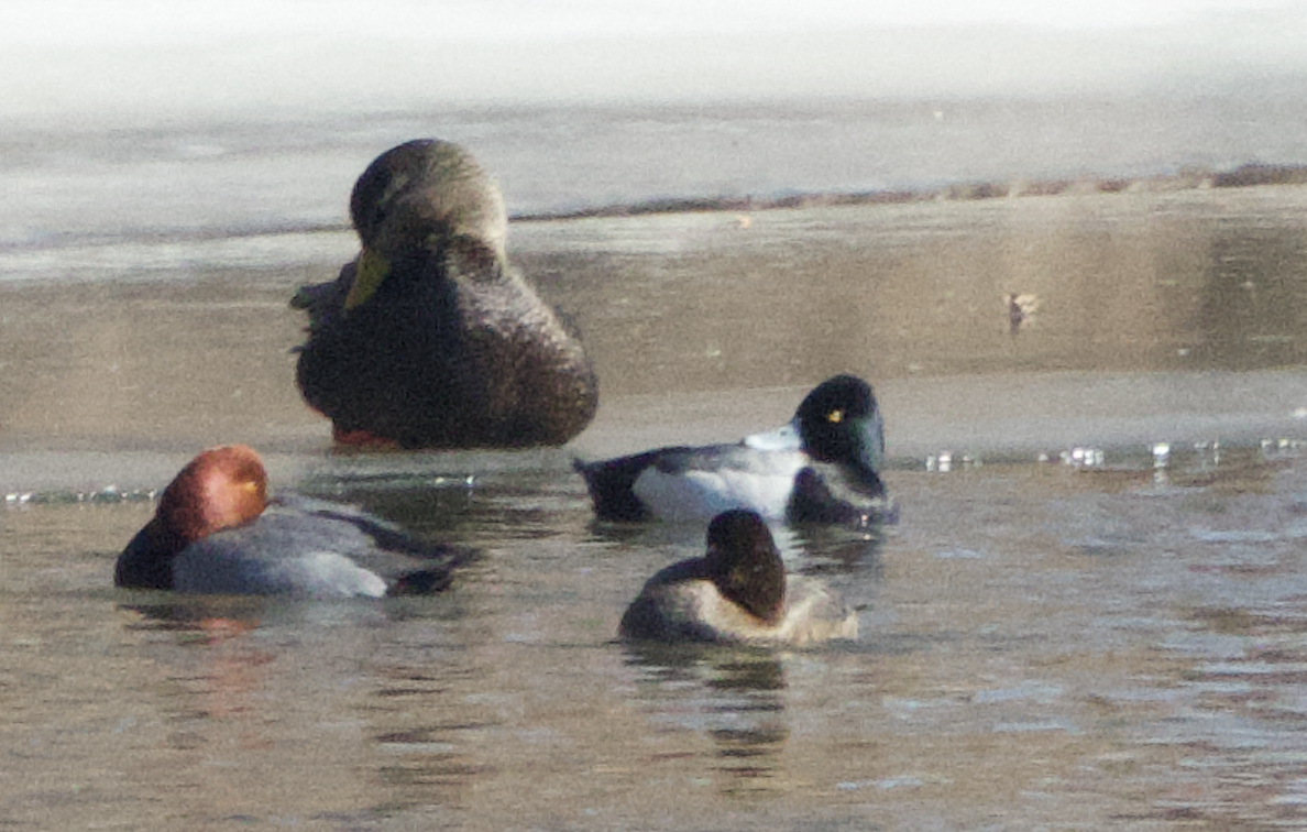 Lesser Scaup - ML650608633