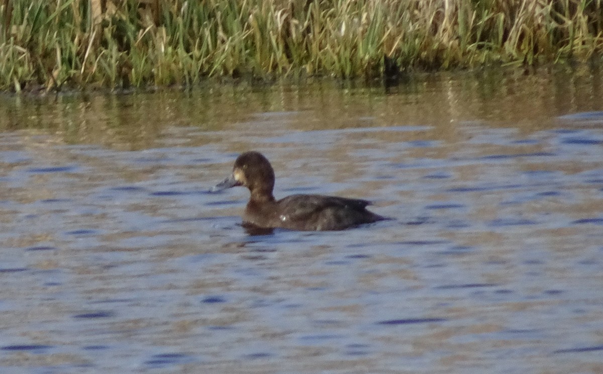 Greater Scaup - ML650608634