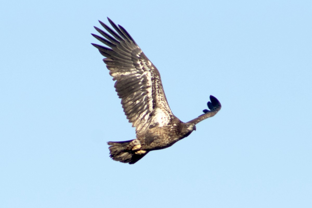 Bald Eagle - ML650608635