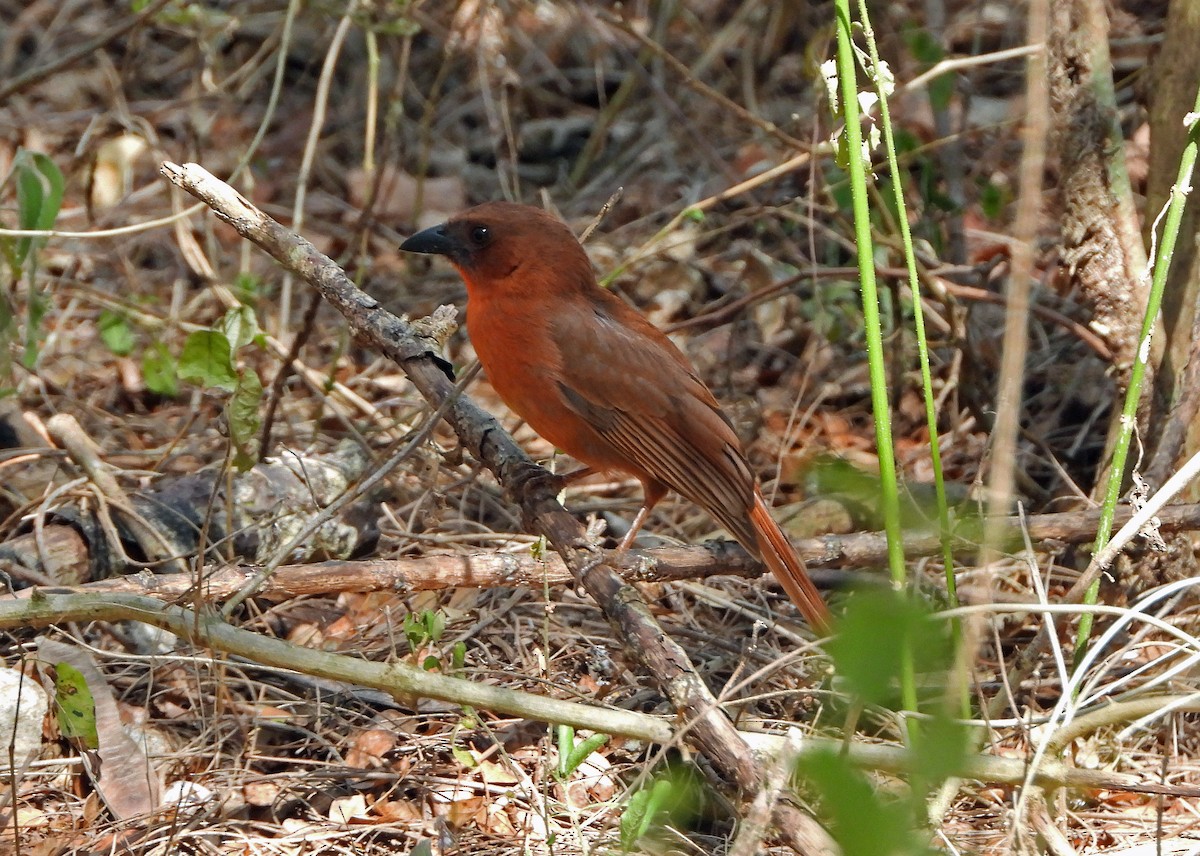 Red-throated Ant-Tanager - ML650608636