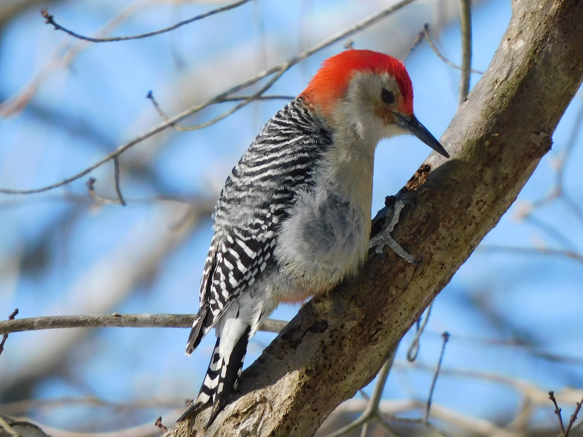 Red-bellied Woodpecker - ML650608637