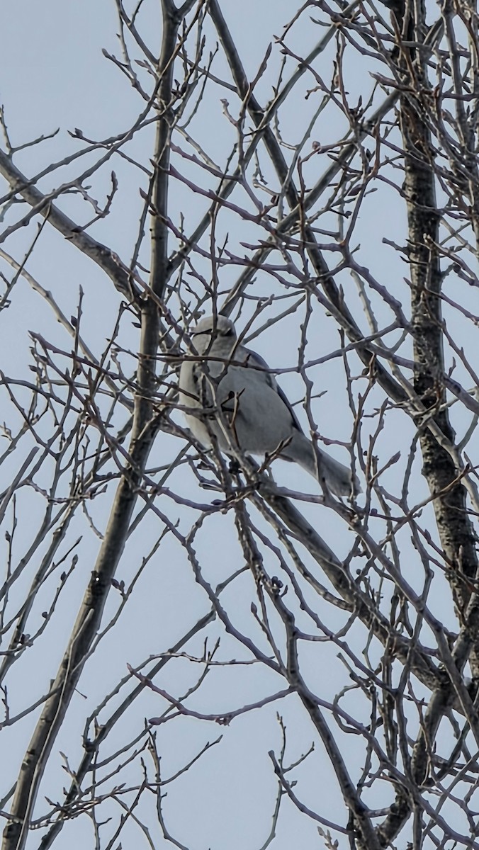 Azure Tit (Azure) - ML650608638