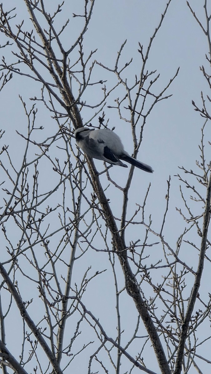 Azure Tit (Azure) - ML650608639