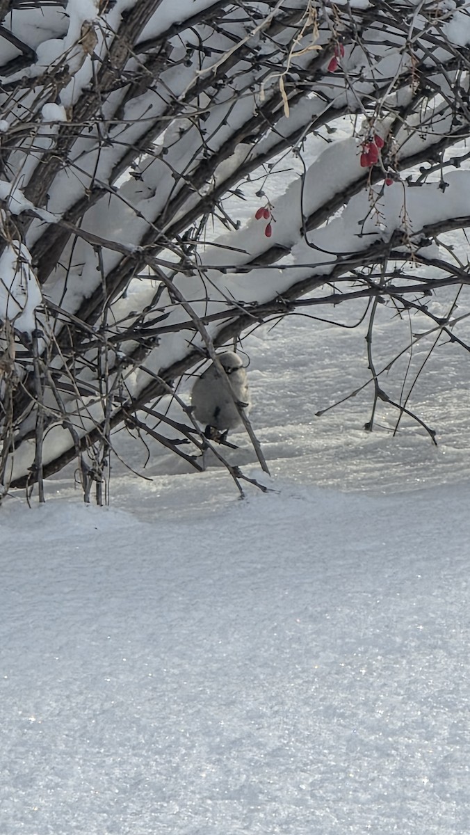 Azure Tit (Azure) - ML650608640