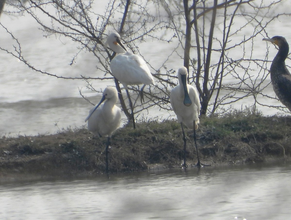Eurasian Spoonbill - ML650608641