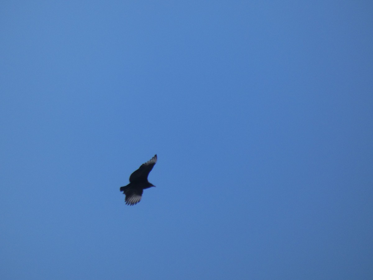 Black Vulture - ML650608643
