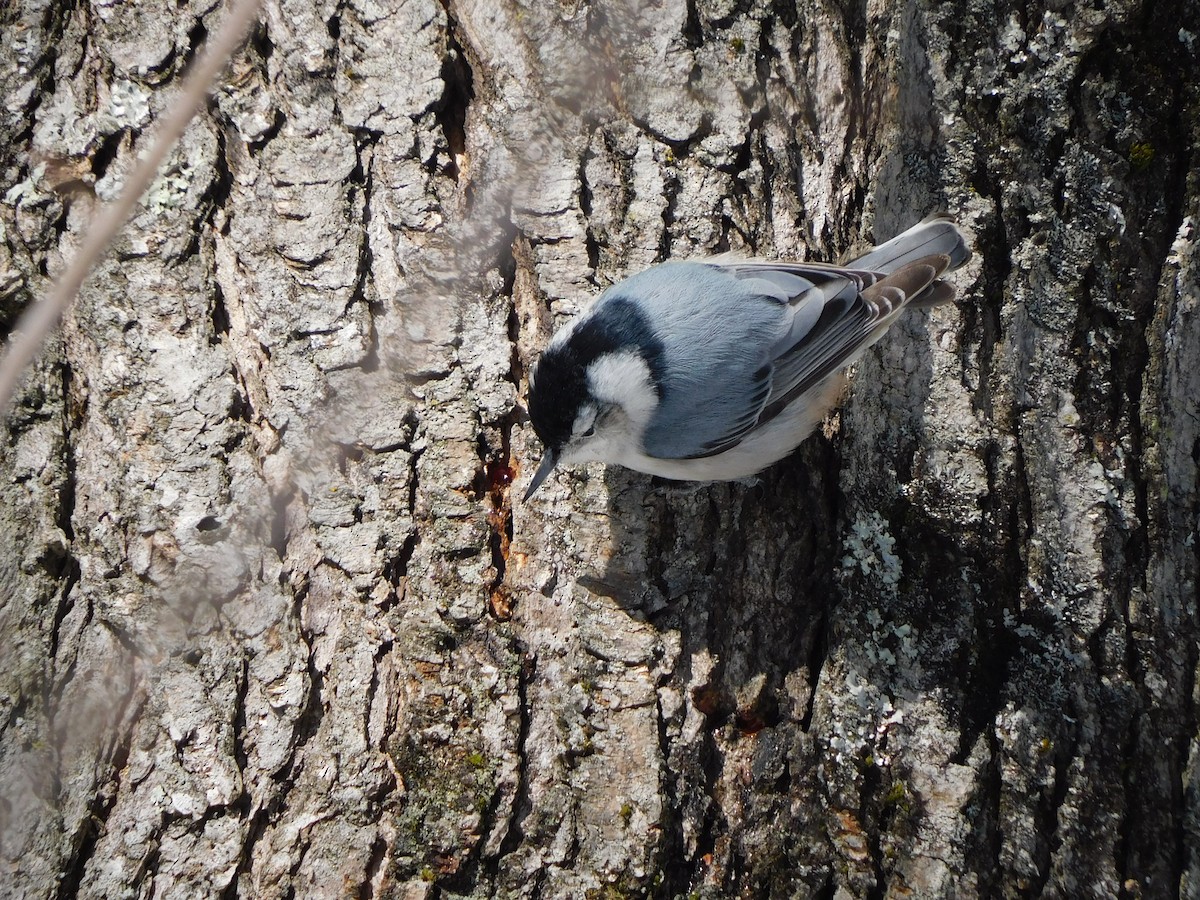 White-breasted Nuthatch - ML650608645
