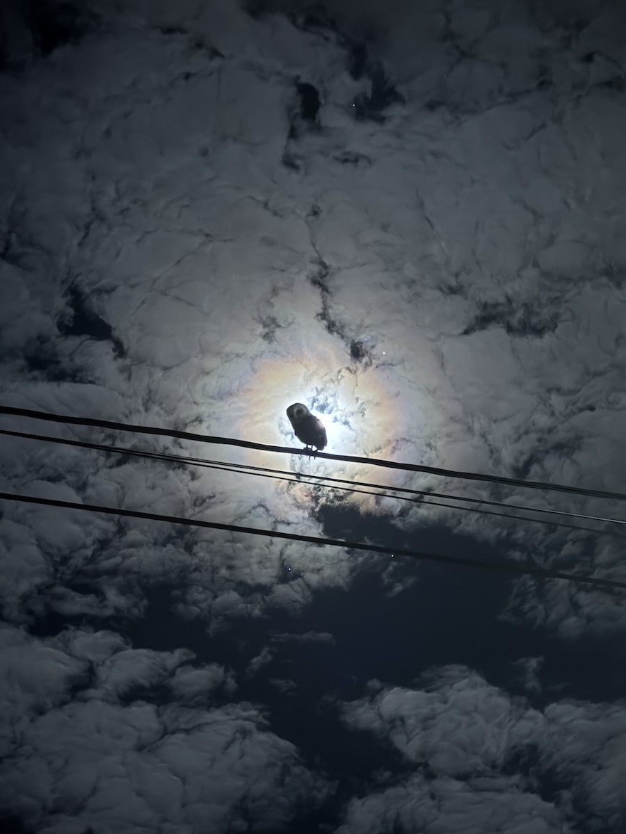 American Barn Owl (Galapagos) - ML650608725