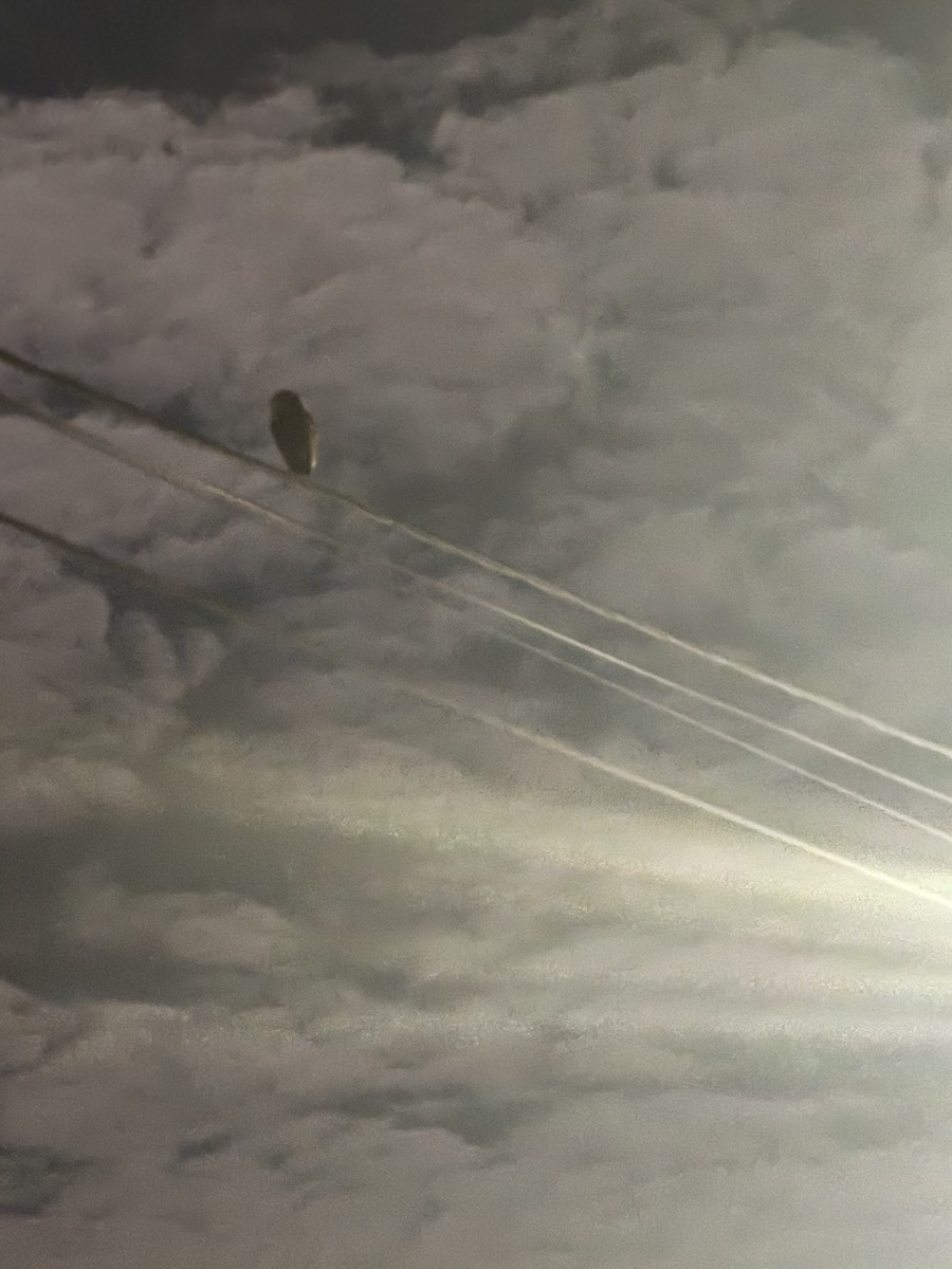 American Barn Owl (Galapagos) - ML650608726
