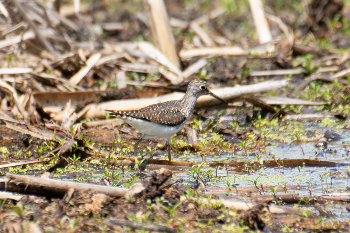 Einsiedelwasserläufer - ML650608990