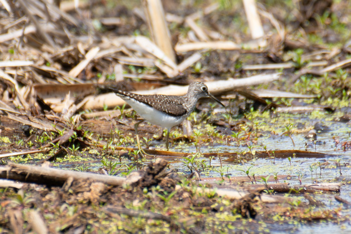Einsiedelwasserläufer - ML650609000