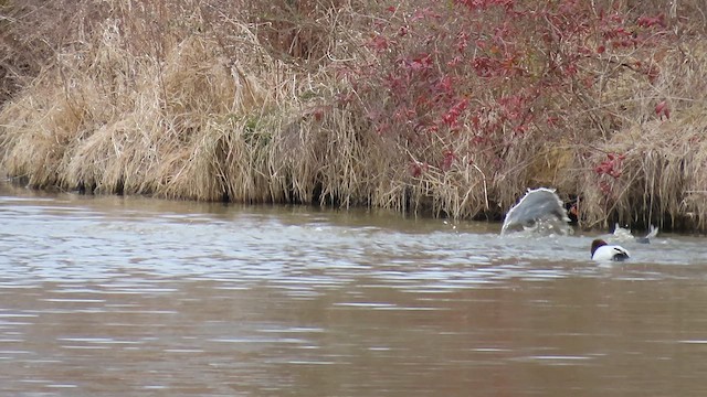 Canvasback - ML650609067