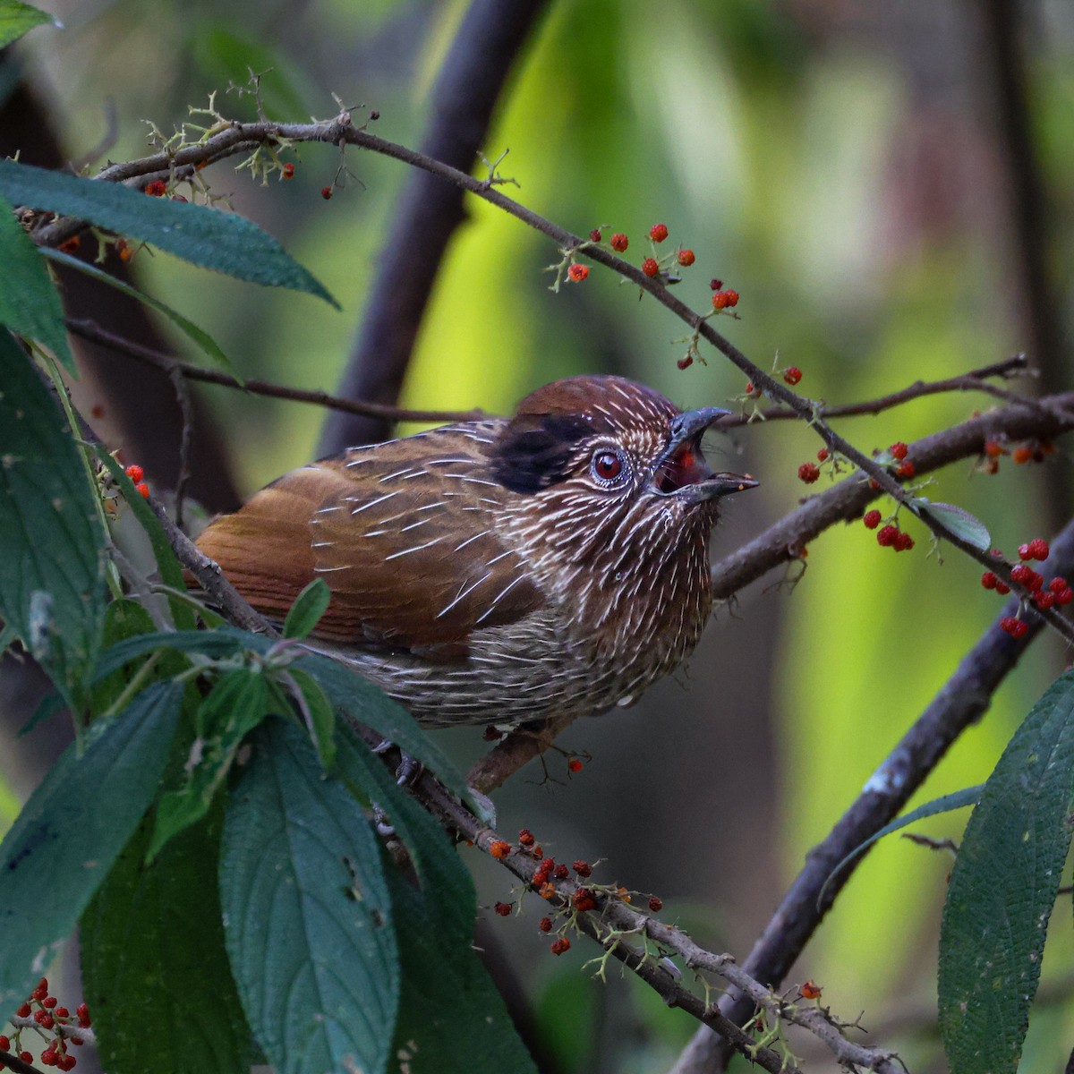Striated Laughingthrush - ML650609311