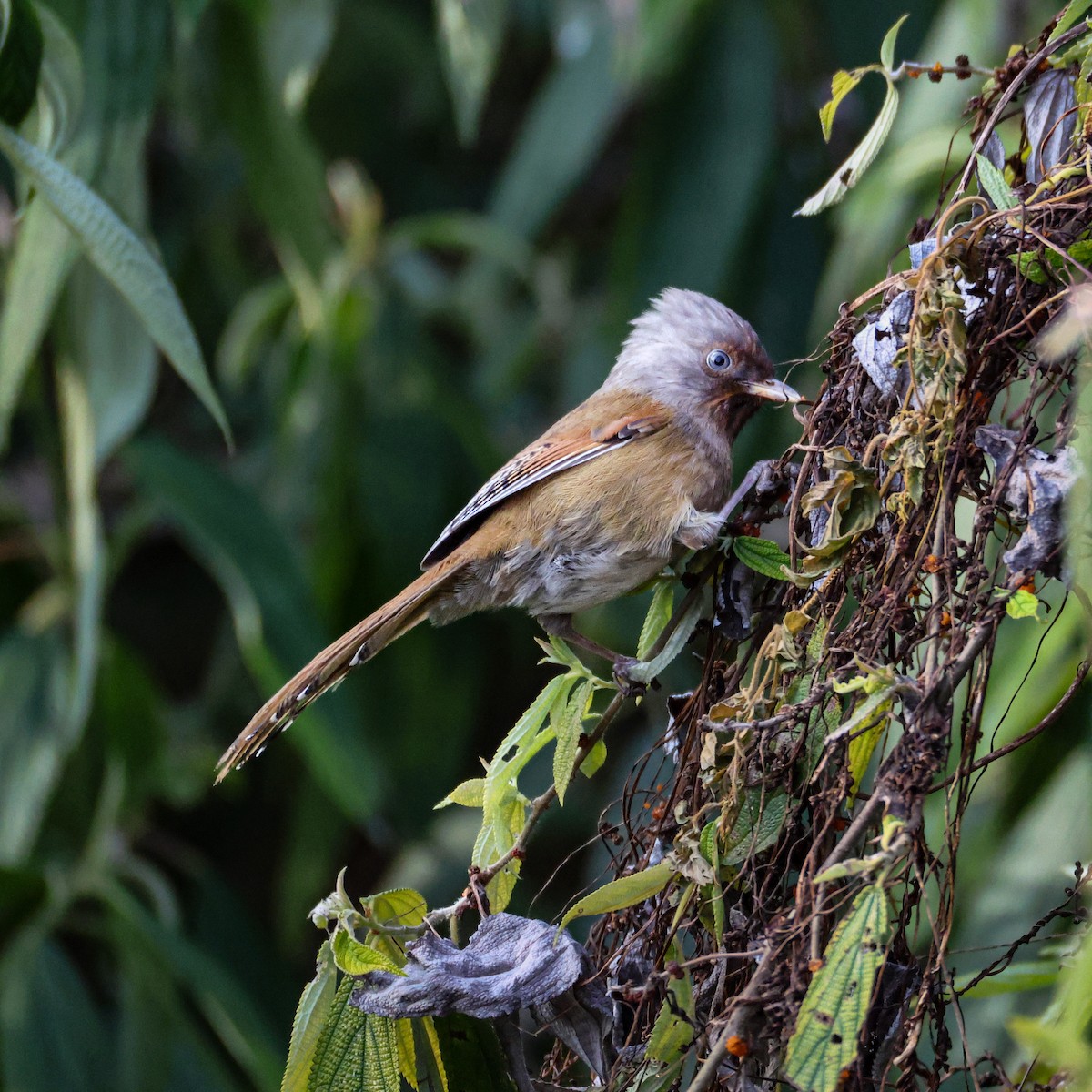 Rusty-fronted Barwing - ML650609343