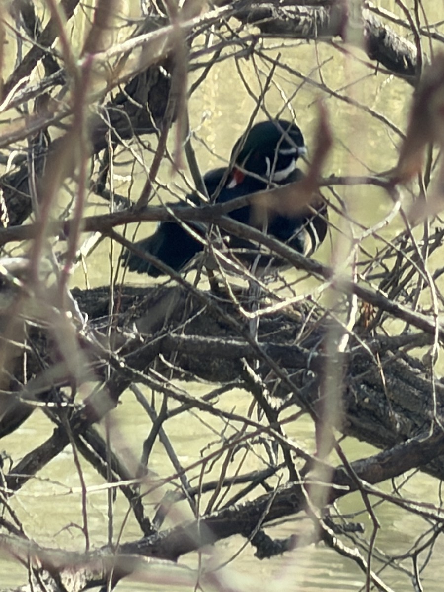 Каролинская утка - ML650609397