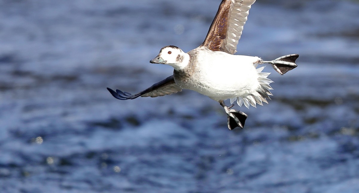 Moretta codona - ML650609400