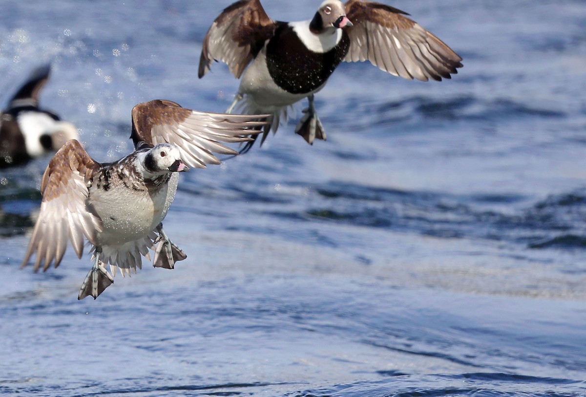 Moretta codona - ML650609401