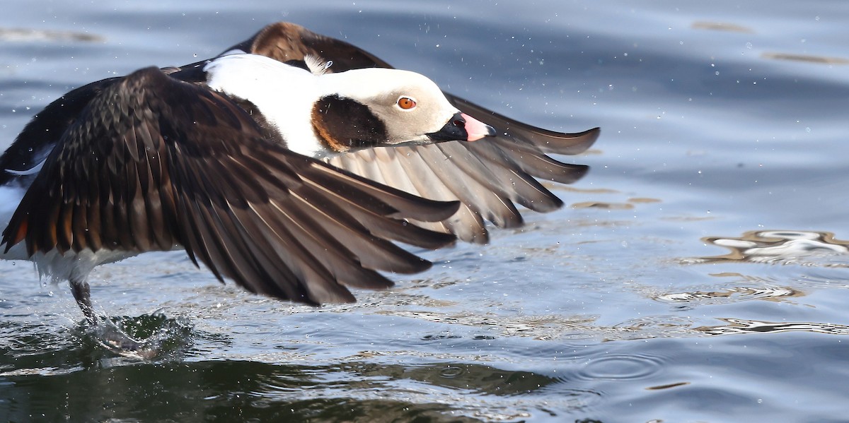 Moretta codona - ML650609402