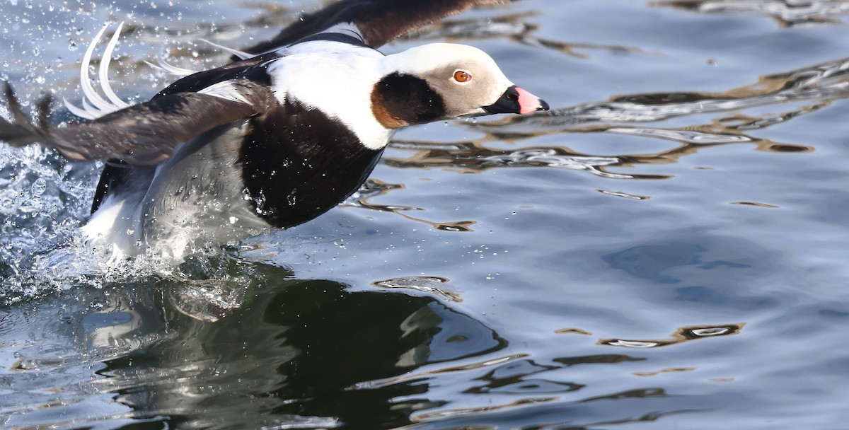 Moretta codona - ML650609403