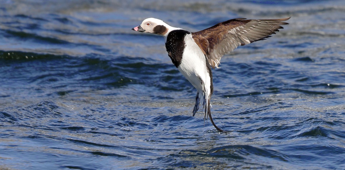 Moretta codona - ML650609404