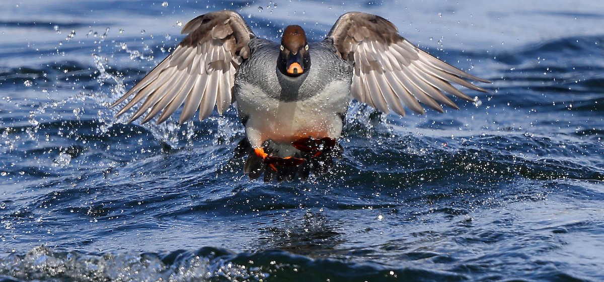 Quattrocchi - ML650609419