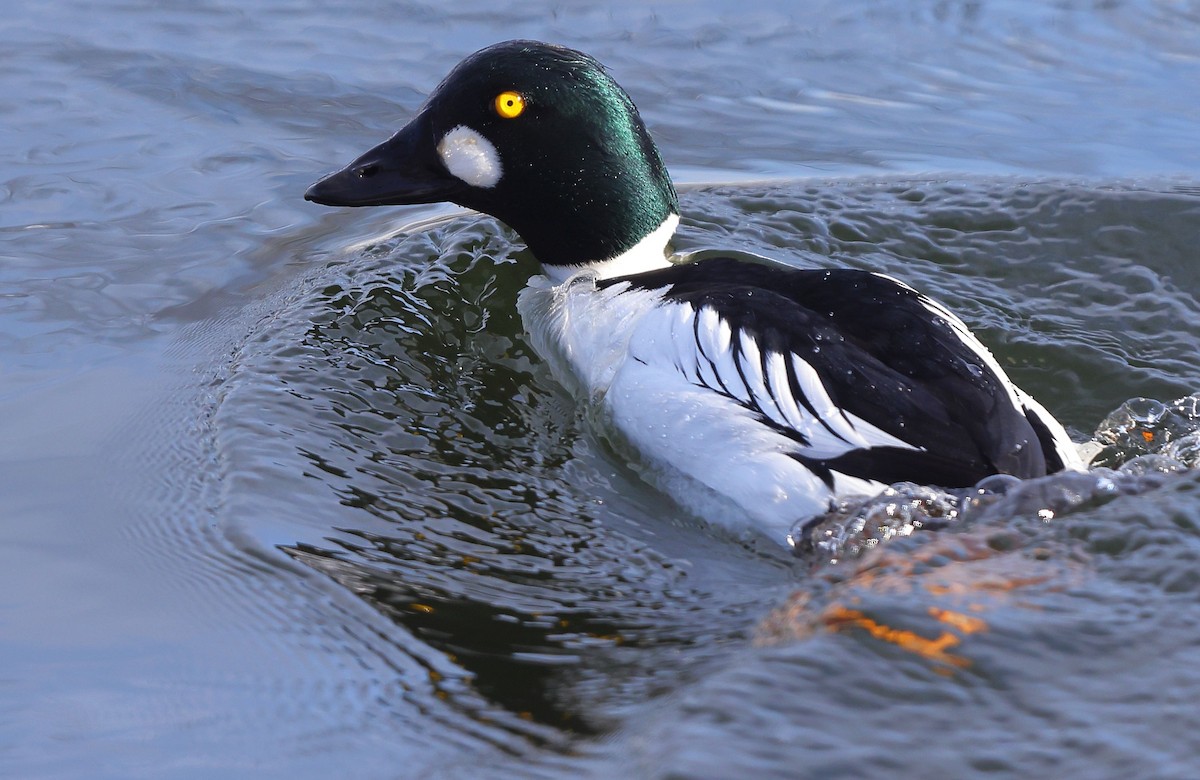 Quattrocchi - ML650609420