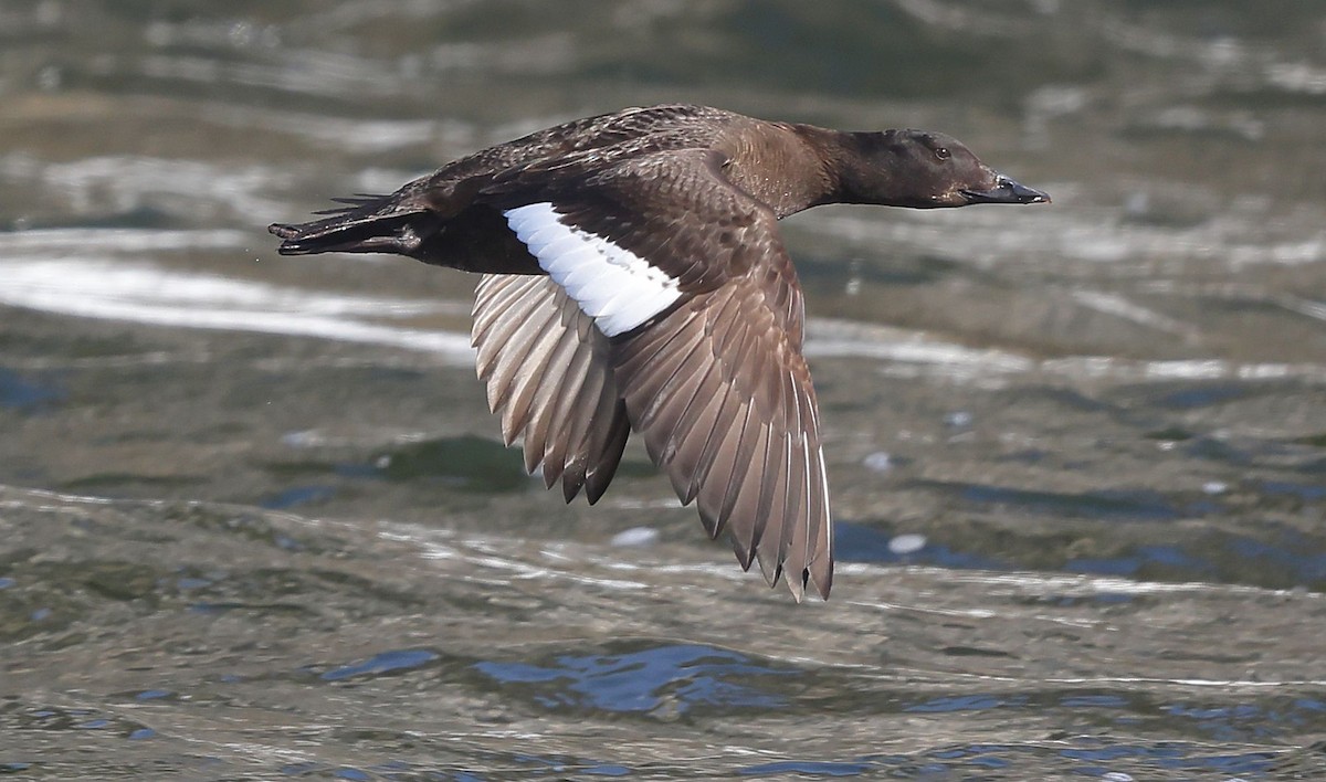 White-winged Scoter - ML650609437
