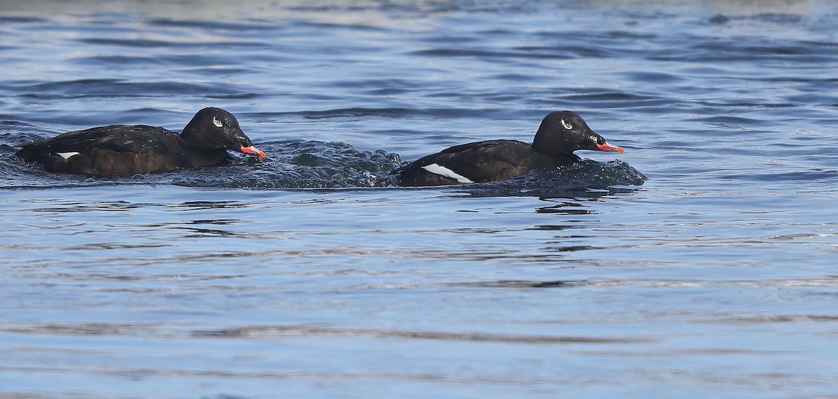 White-winged Scoter - ML650609438