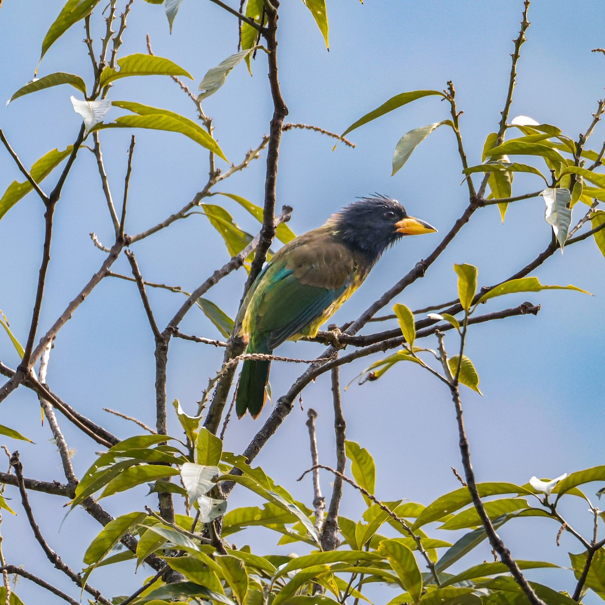 Great Barbet - ML650609445