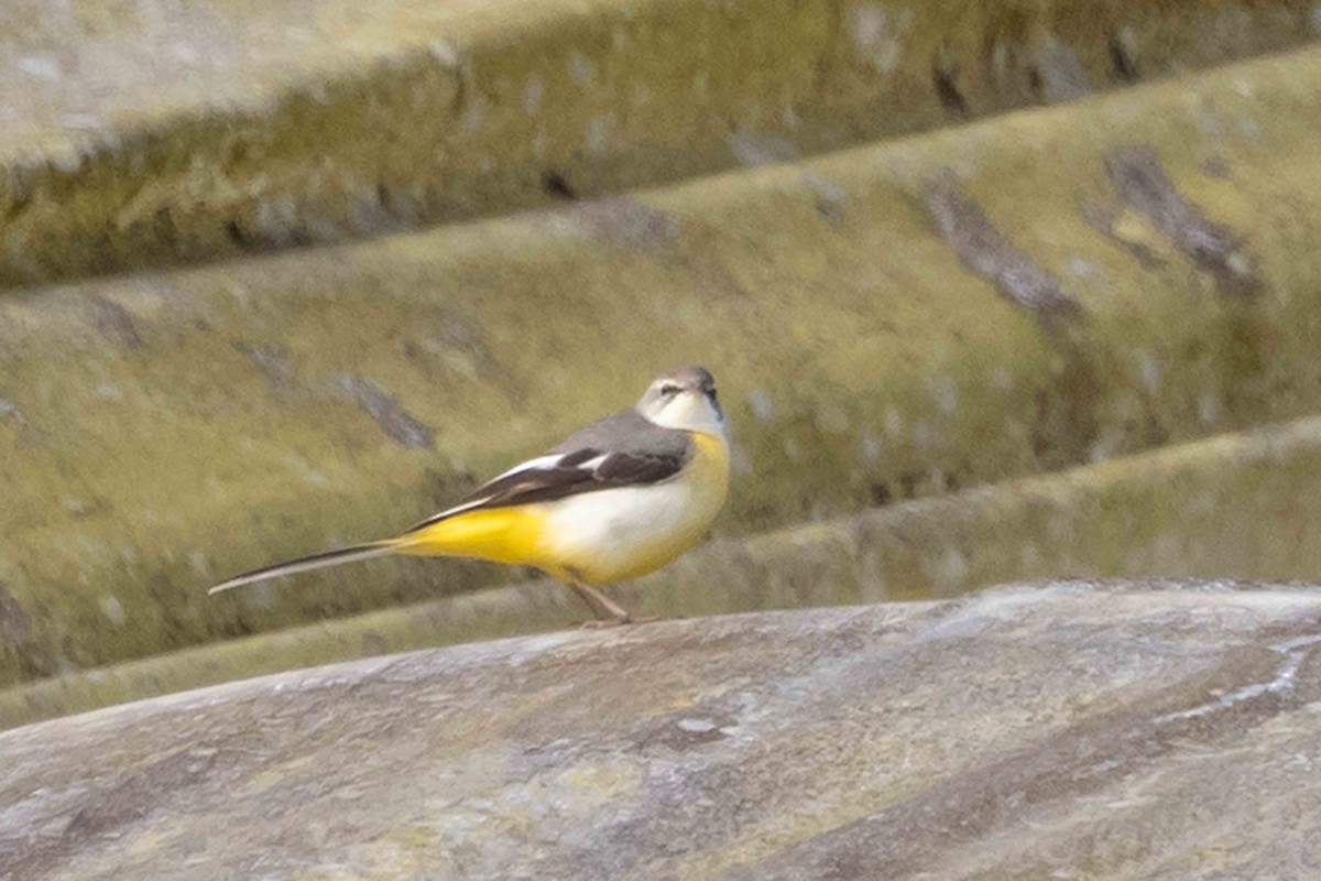 灰鶺鴒 - ML650609469