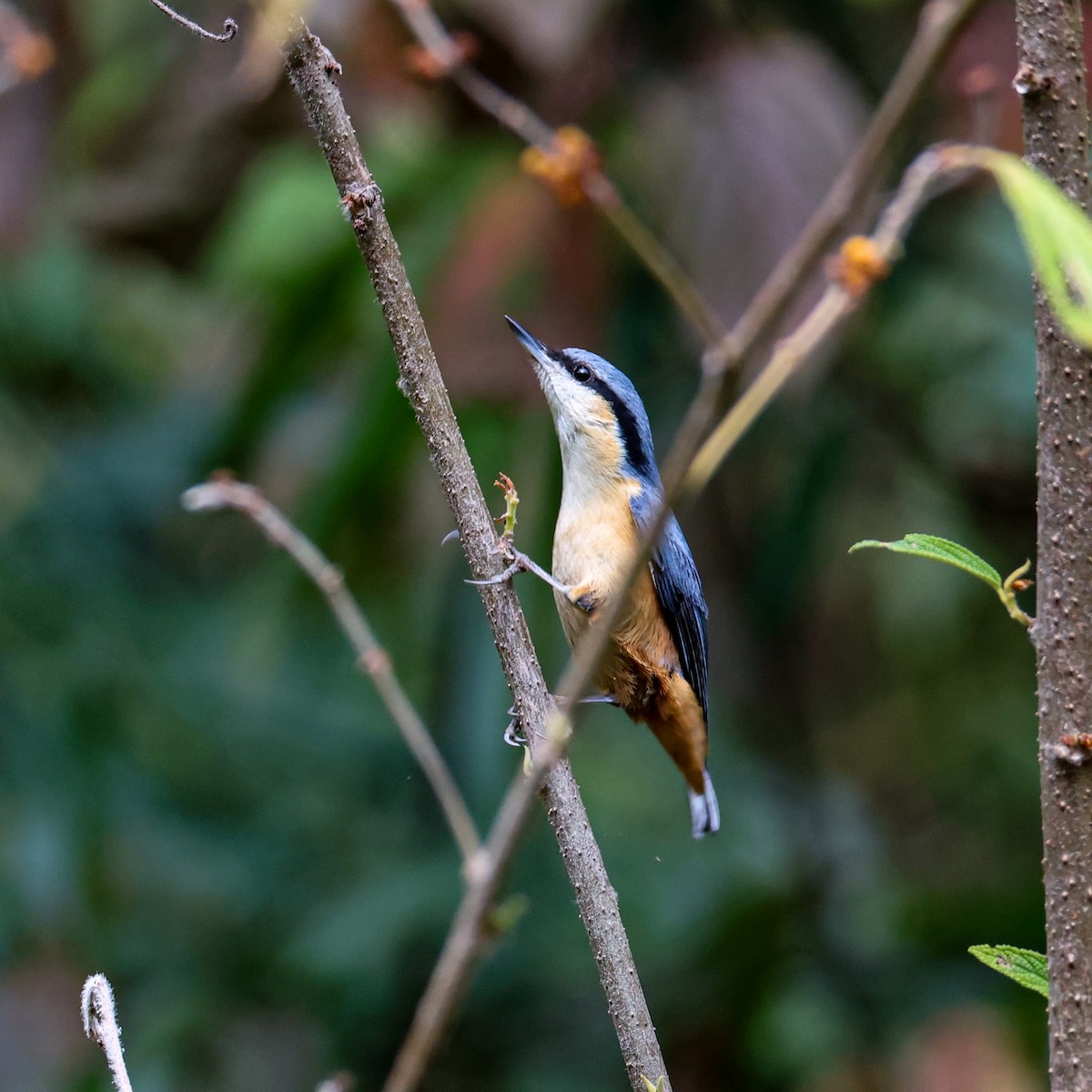 White-tailed Nuthatch - ML650609470